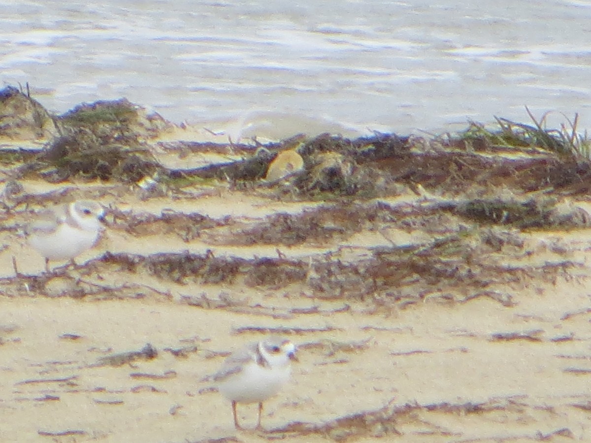 Piping Plover - ML622294935