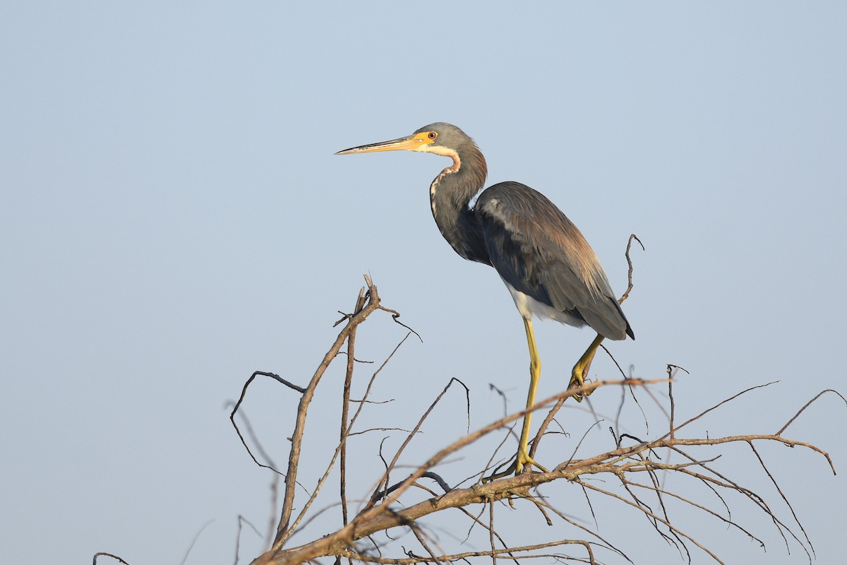 Tricolored Heron - ML622294941