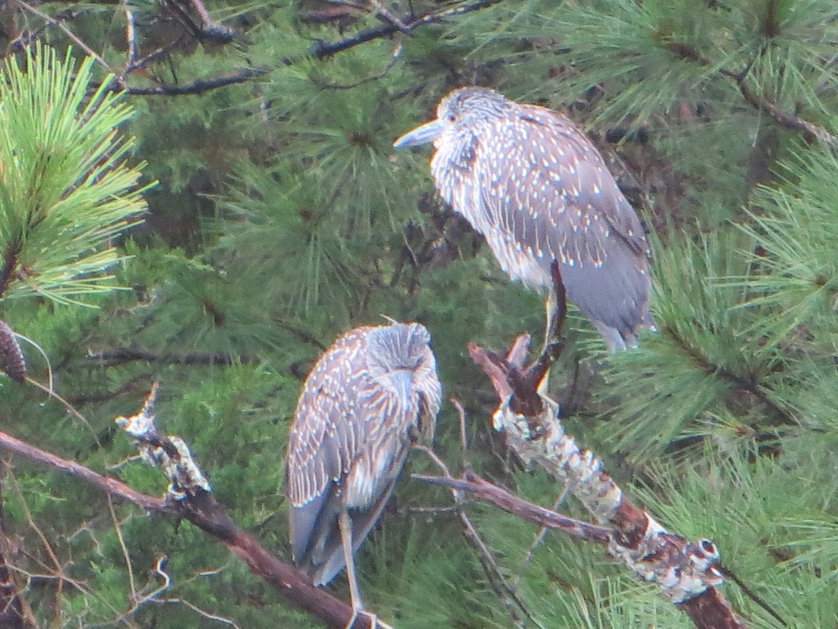 Yellow-crowned Night Heron - ML622294948