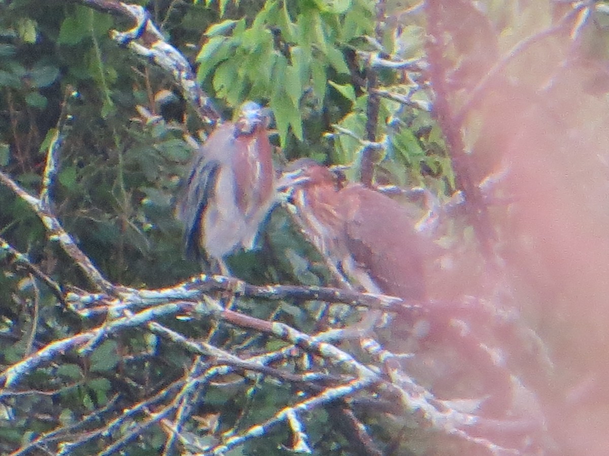 Green Heron - ML622294956