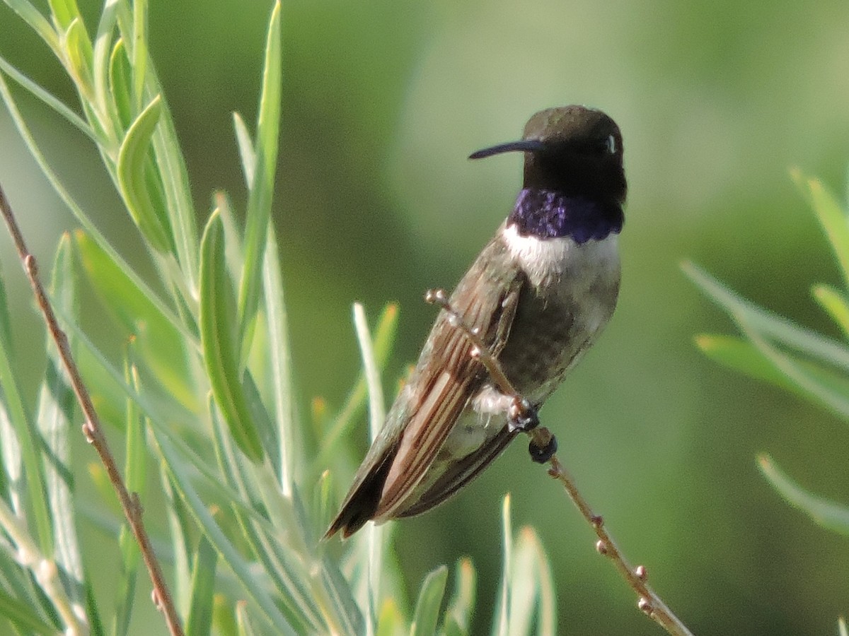 Colibrí Gorjinegro - ML622294963