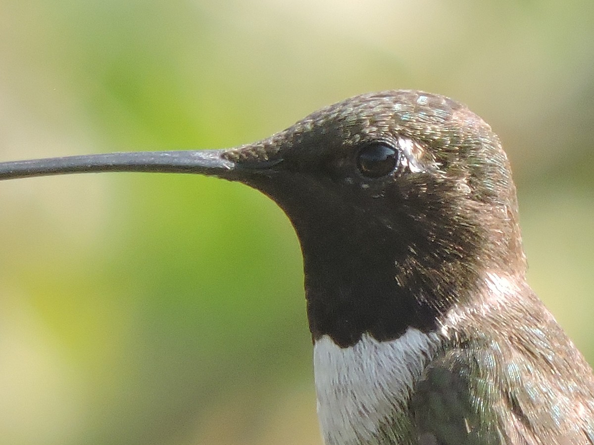 Colibrí Gorjinegro - ML622294964