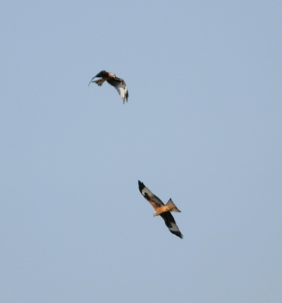 Red Kite - ML622295001