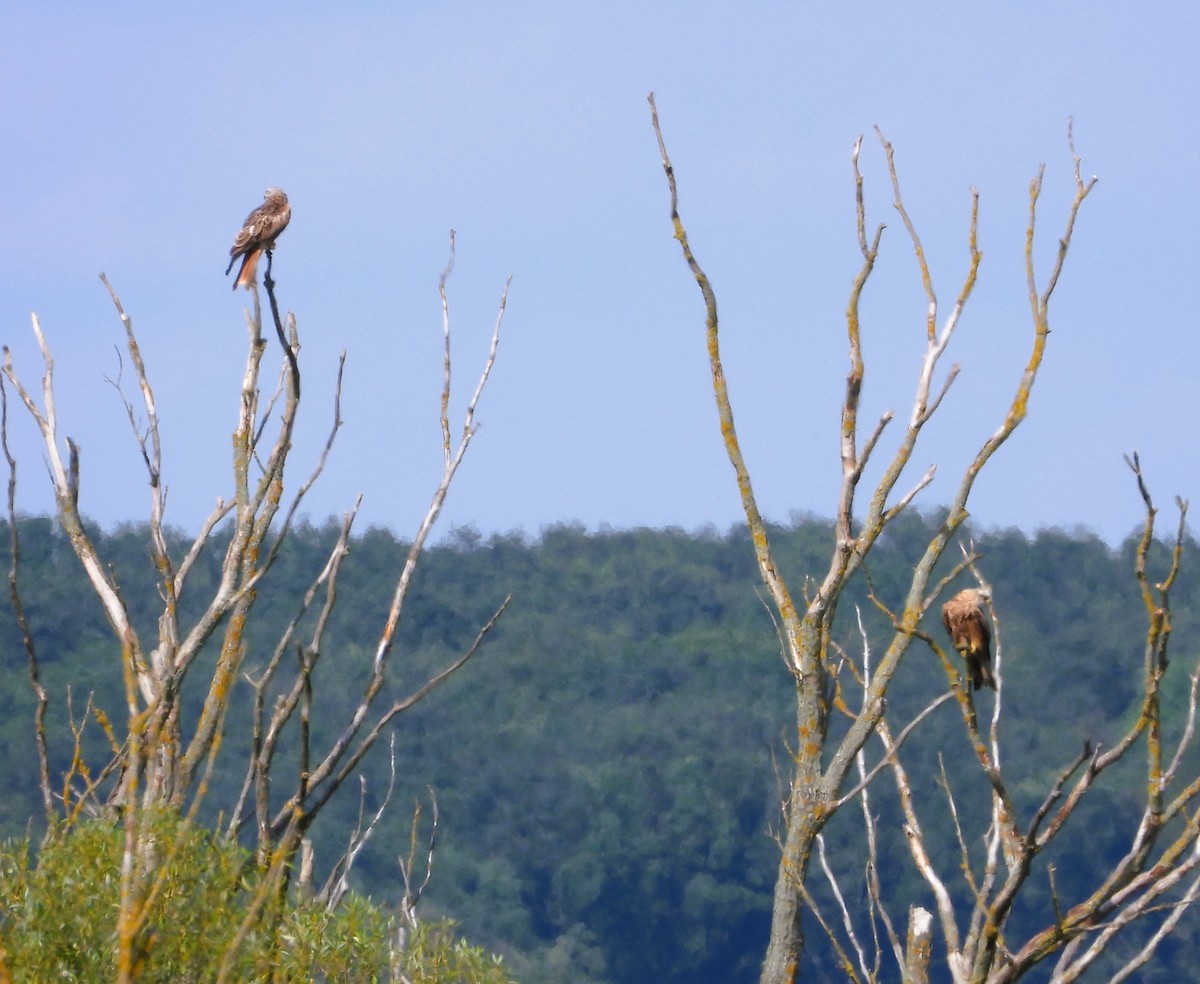 Red Kite - ML622295002