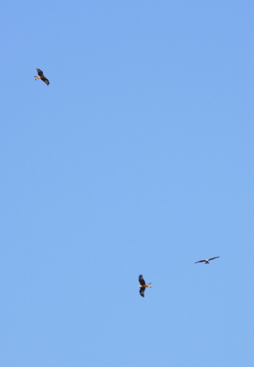Red Kite - ML622295003