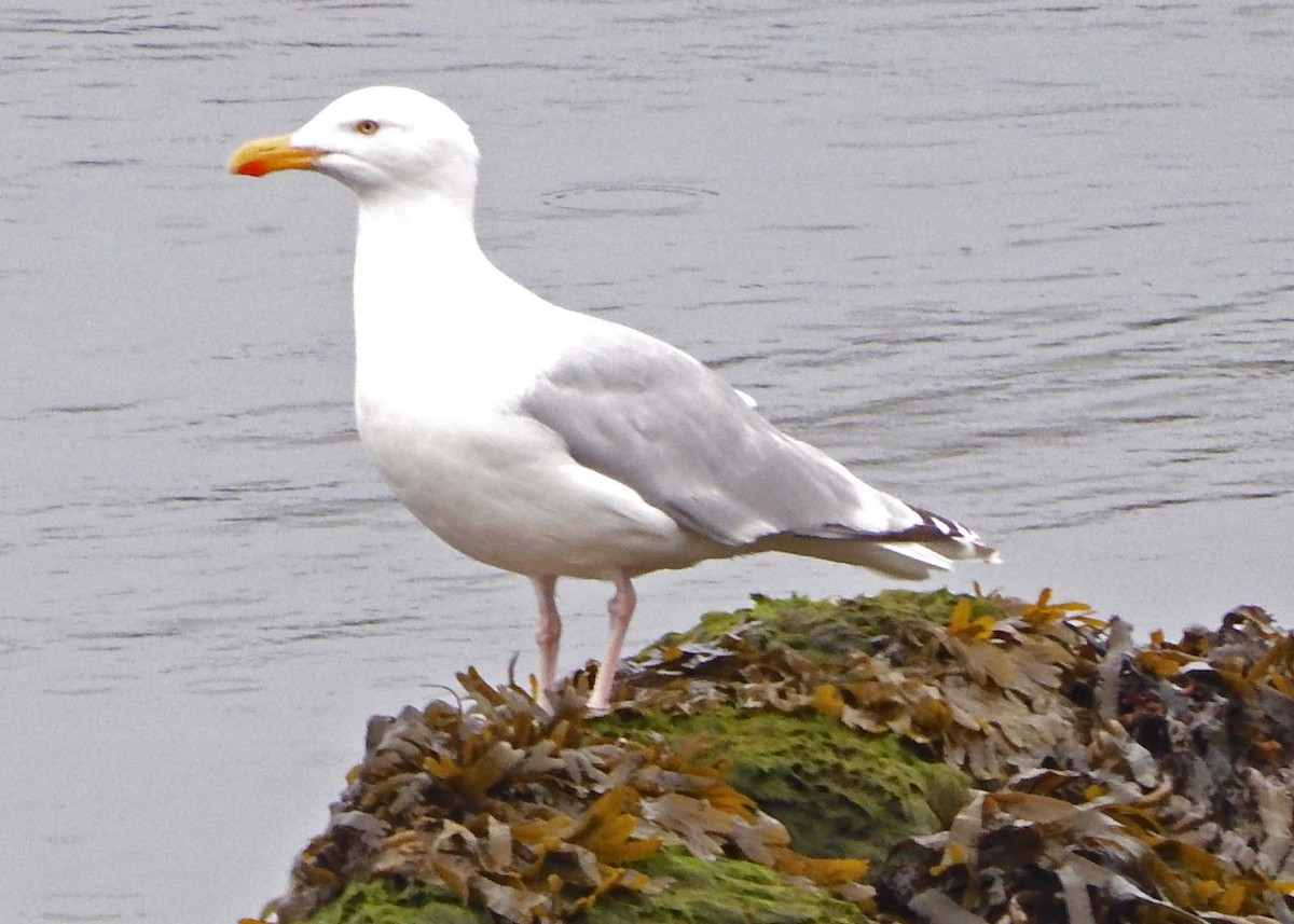 racek stříbřitý (ssp. argentatus/argenteus) - ML622295004