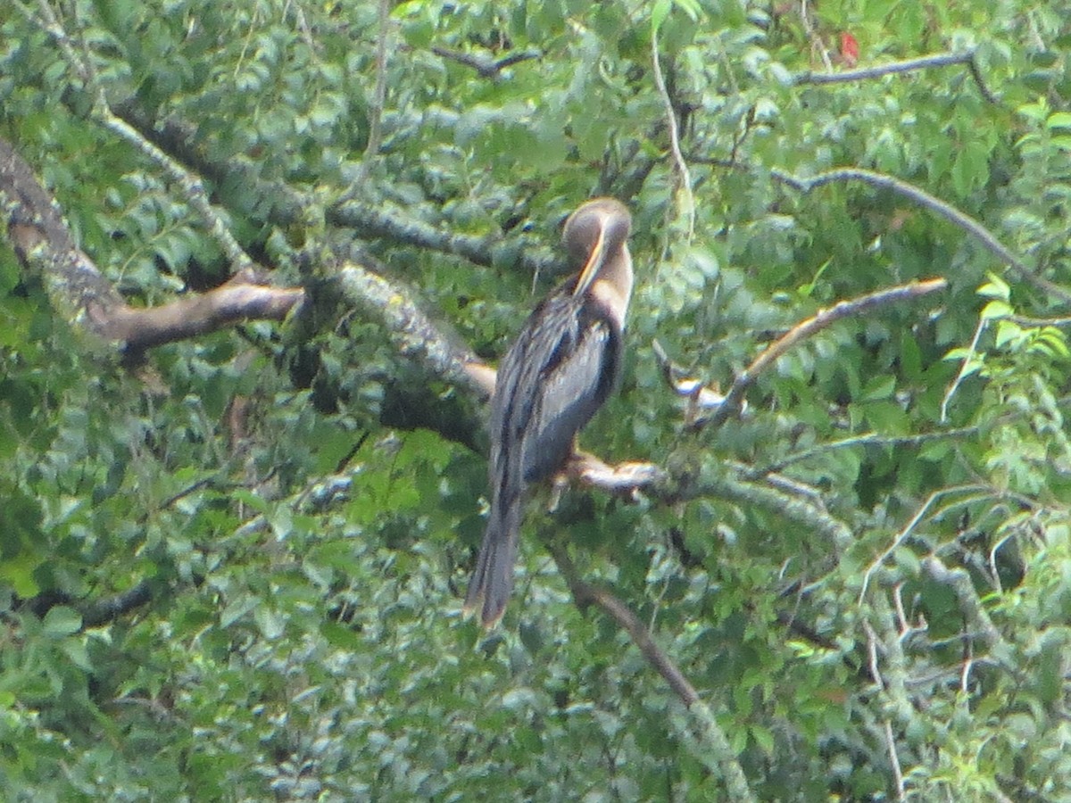 Anhinga - ML622295051