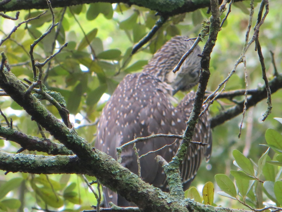 Yellow-crowned Night Heron - ML622295053