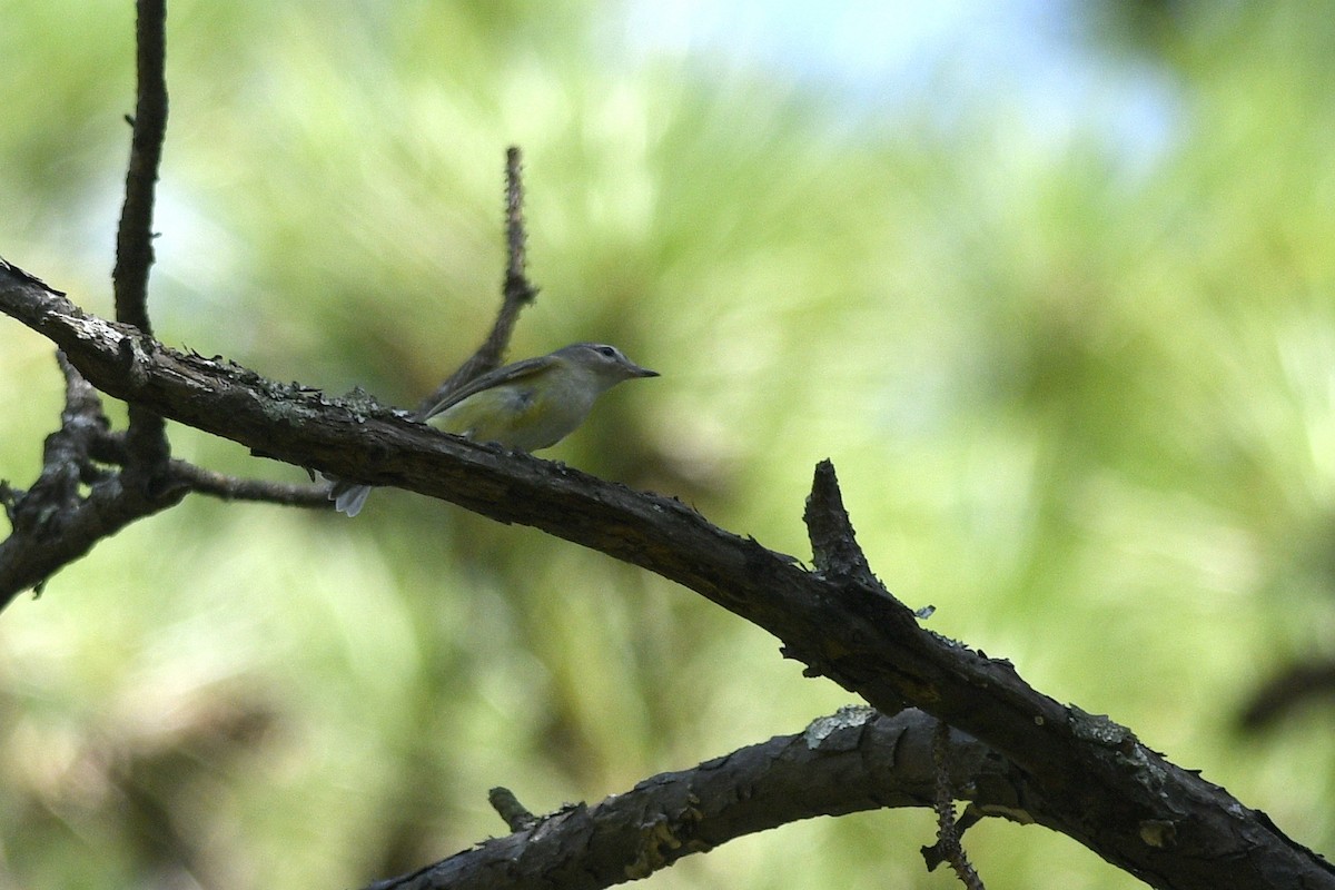 Sängervireo (gilvus) - ML622295222
