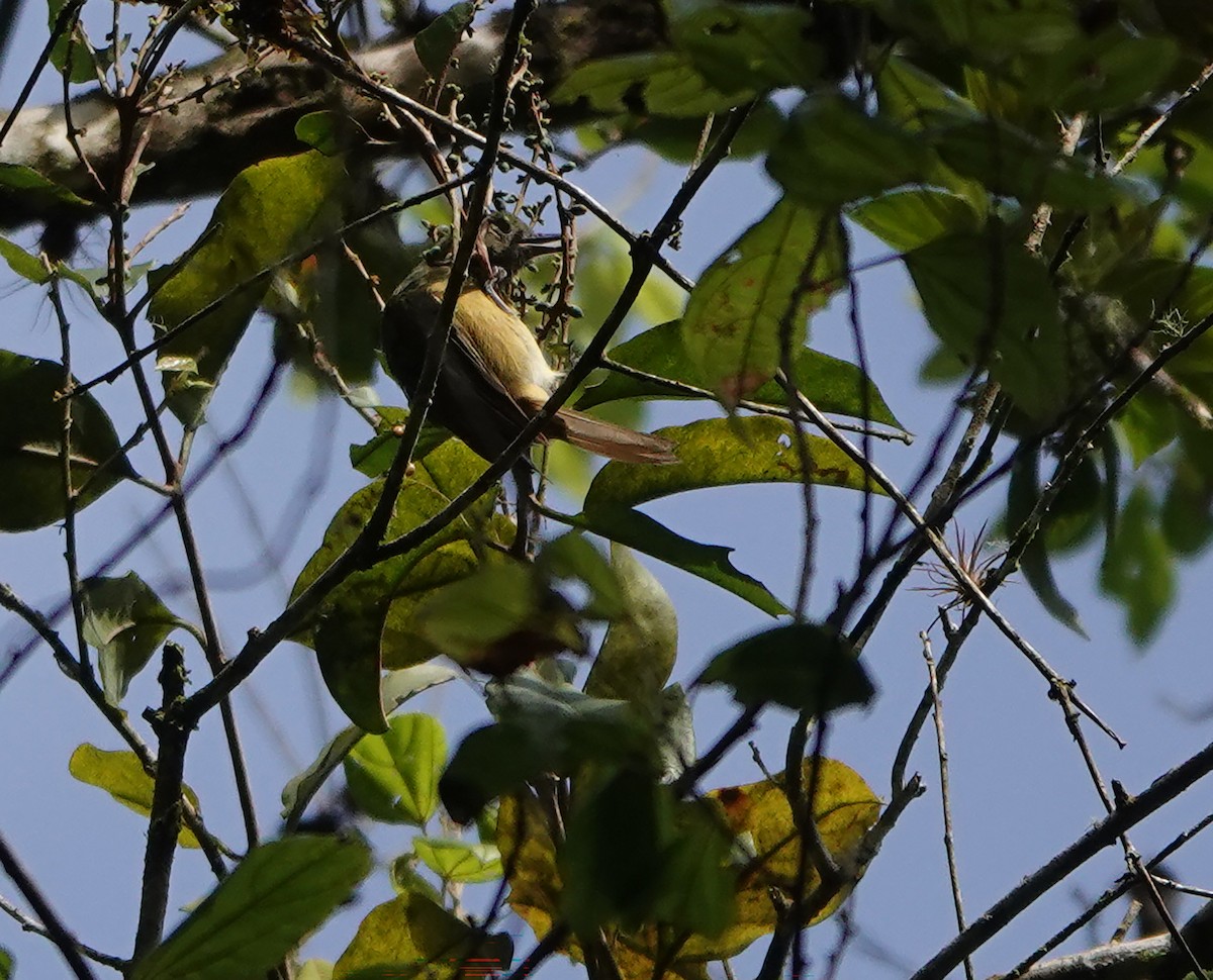 Russet Antshrike - ML622295223