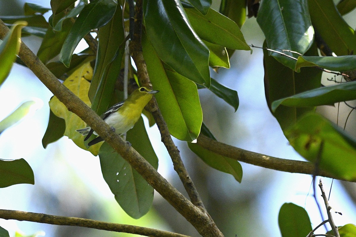 Gelbkehlvireo - ML622295227