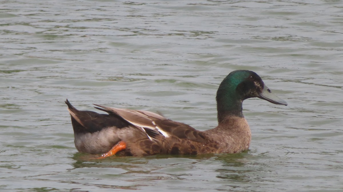 Mallard (Domestic type) - ML622295232