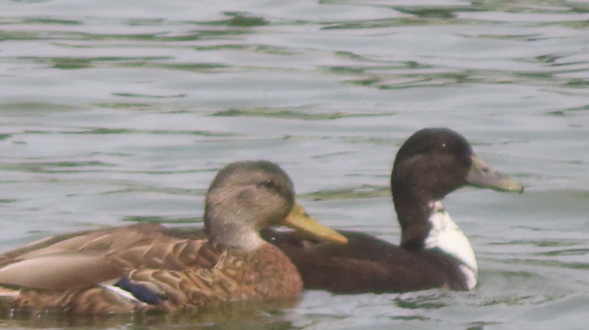 Mallard (Domestic type) - ML622295252