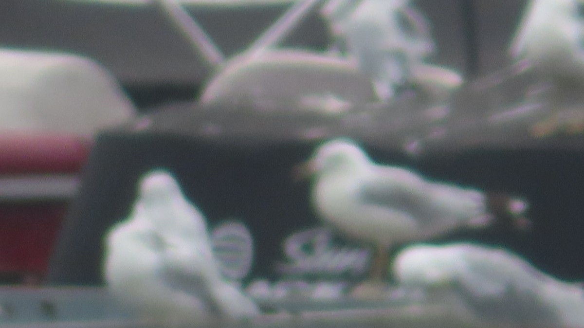 Ring-billed Gull - ML622295274