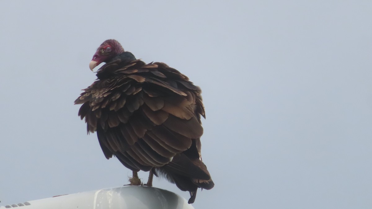 Turkey Vulture - ML622295284