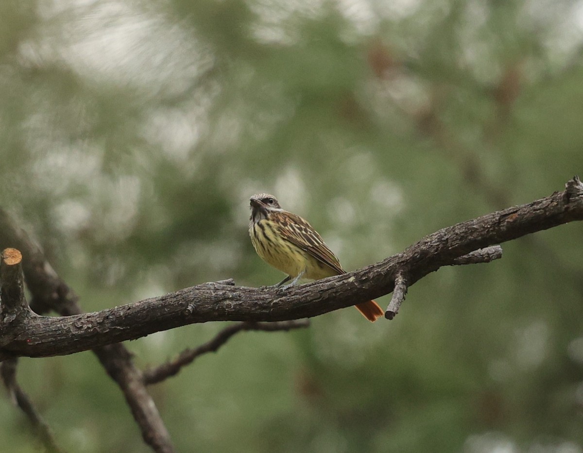 Sulphur-bellied Flycatcher - John Gorey