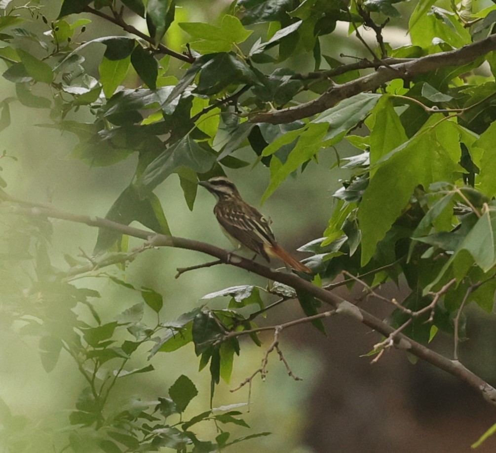 Sulphur-bellied Flycatcher - ML622295458