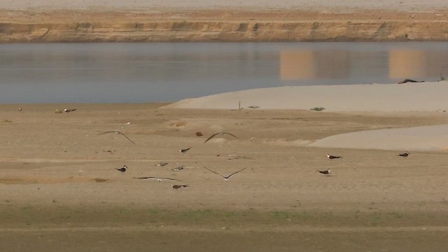 Indian Skimmer - ML622295644