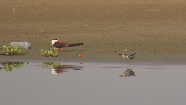 Indian Skimmer - ML622295671