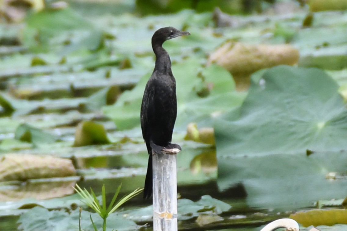 Little Cormorant - David Arrow