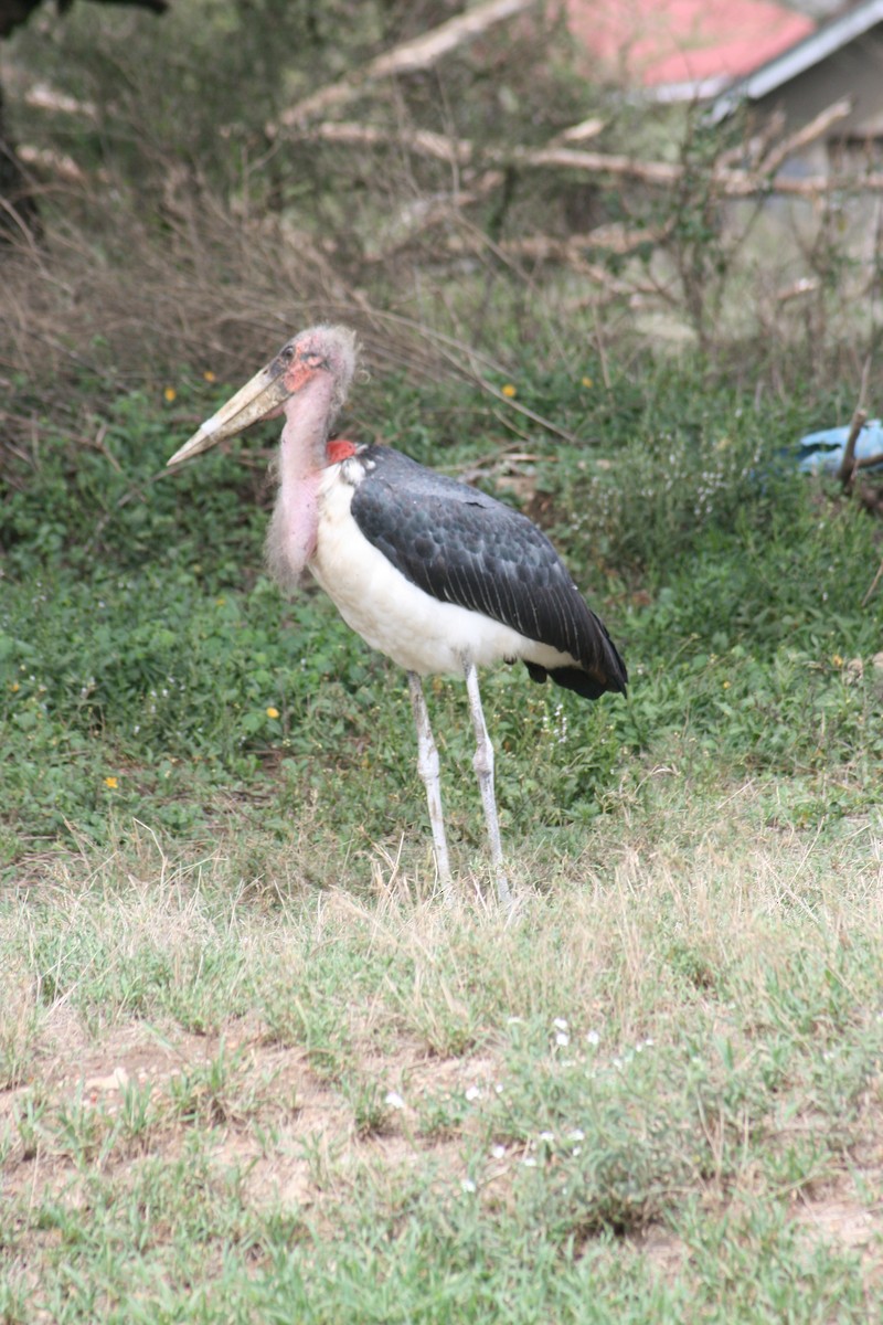 Marabou Stork - Alexander Zackrisson