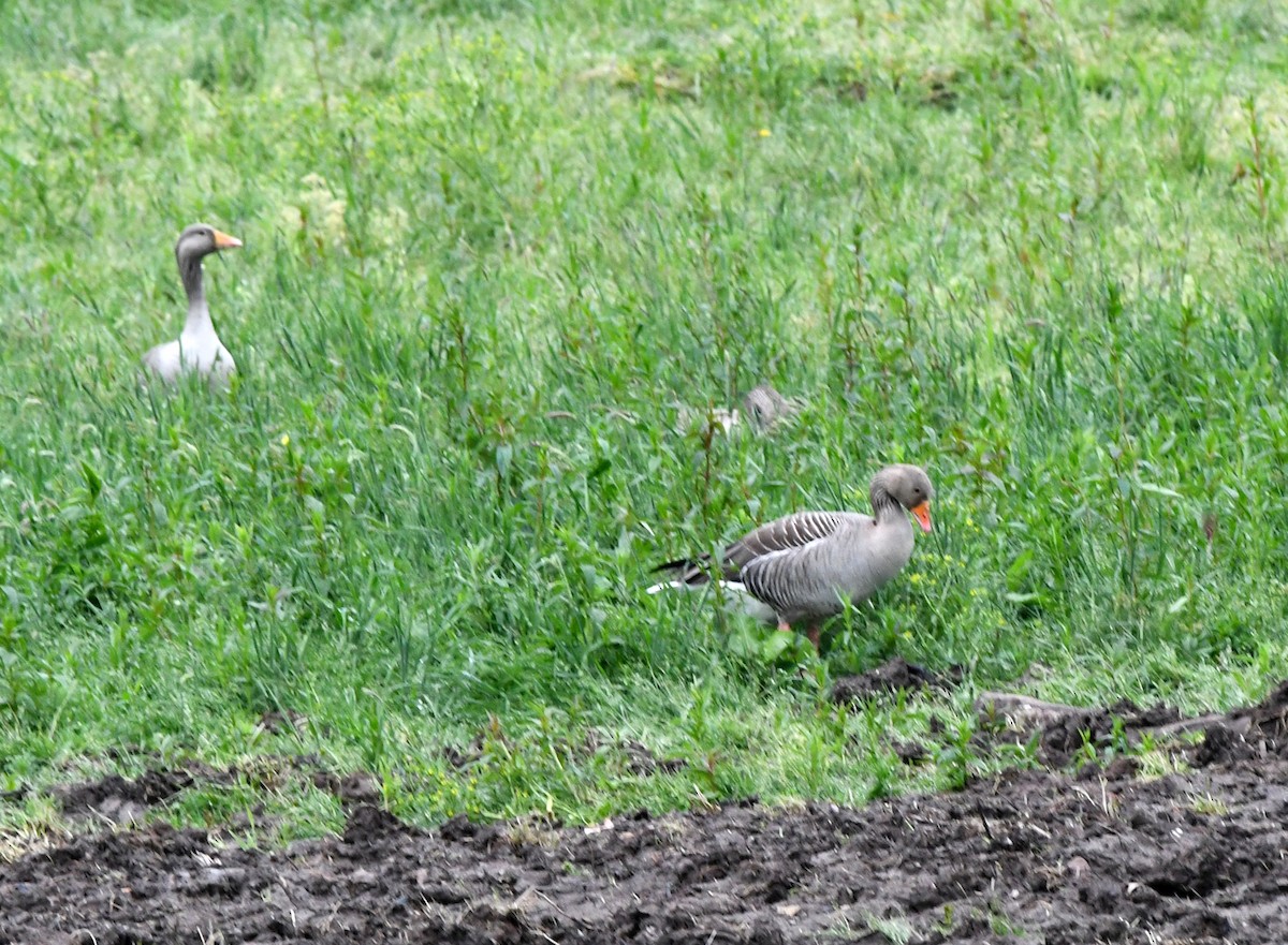 Graylag Goose (European) - ML622295879