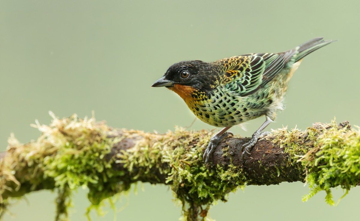 Rufous-throated Tanager - ML622295909