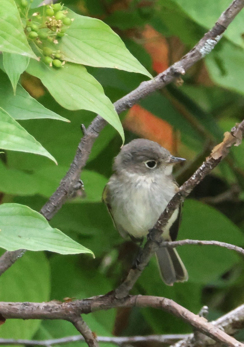 Least Flycatcher - ML622295941