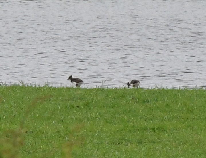 Northern Lapwing - ML622296076