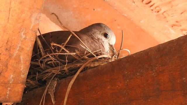 Ruddy Ground Dove - ML622296105