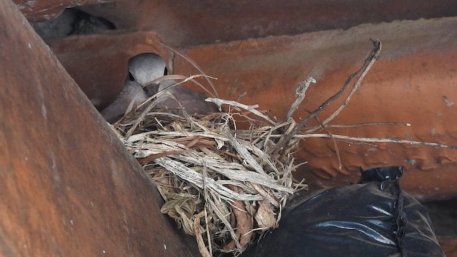 Ruddy Ground Dove - ML622296106