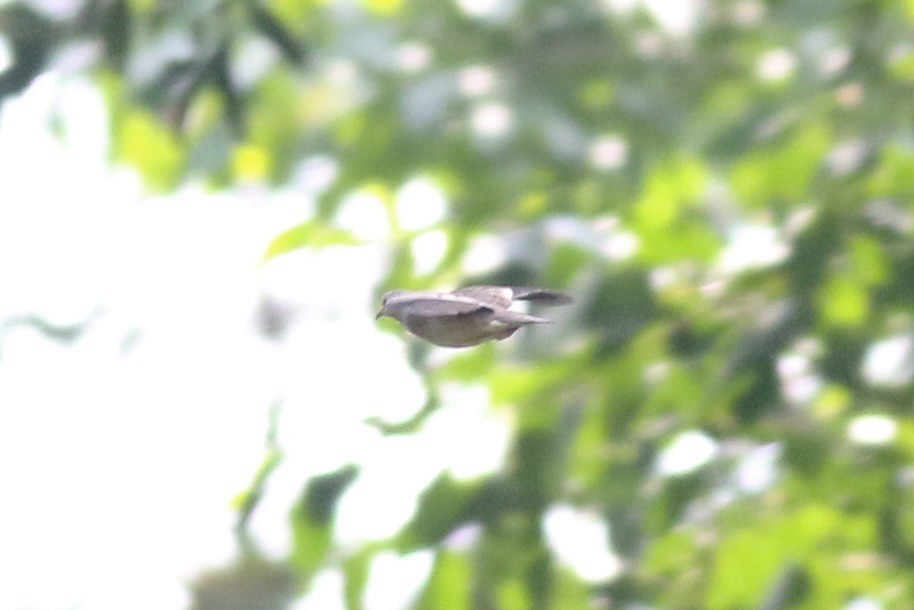 Ecuadorian Ground Dove - ML622296193