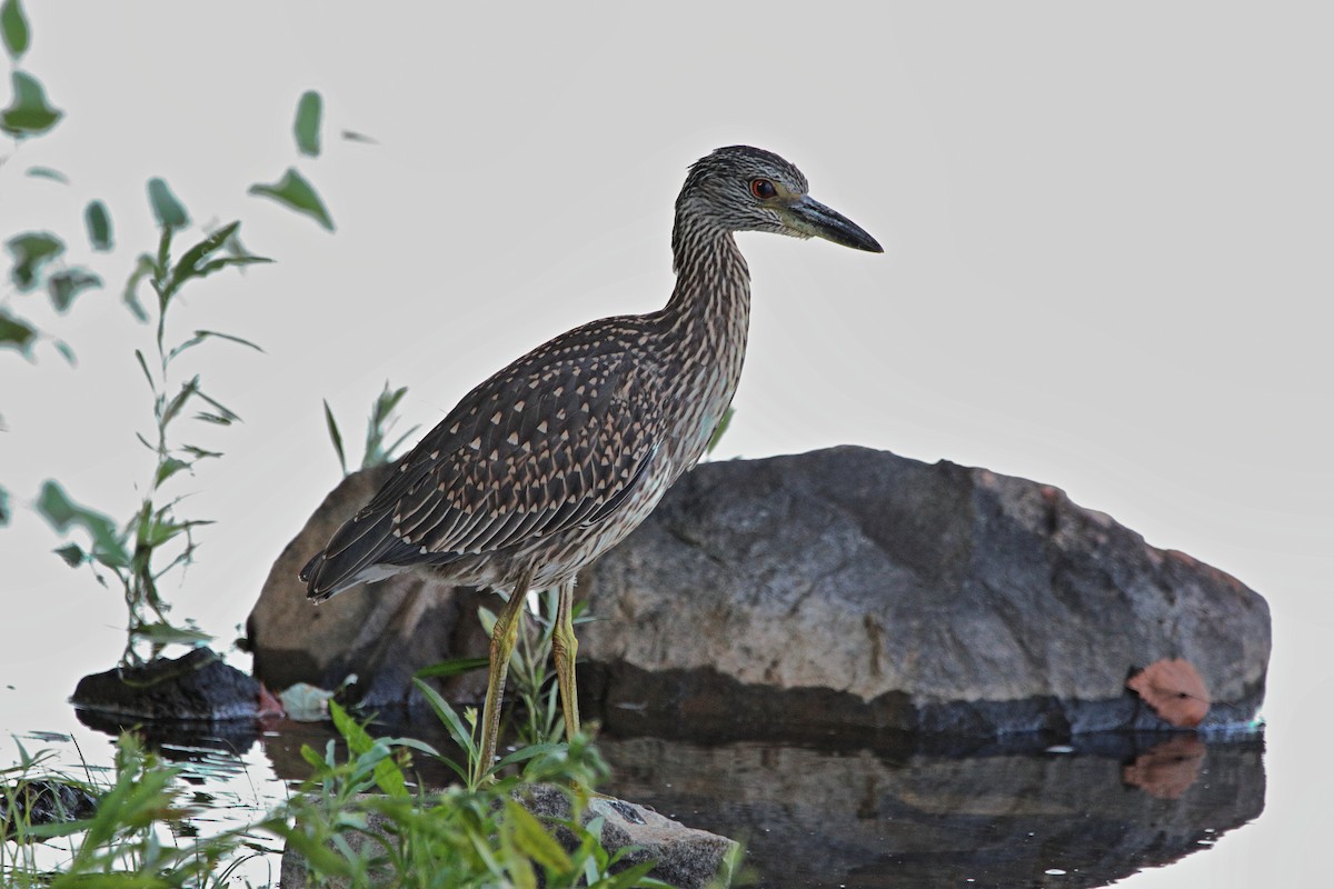 Yellow-crowned Night Heron - Joe DeJong