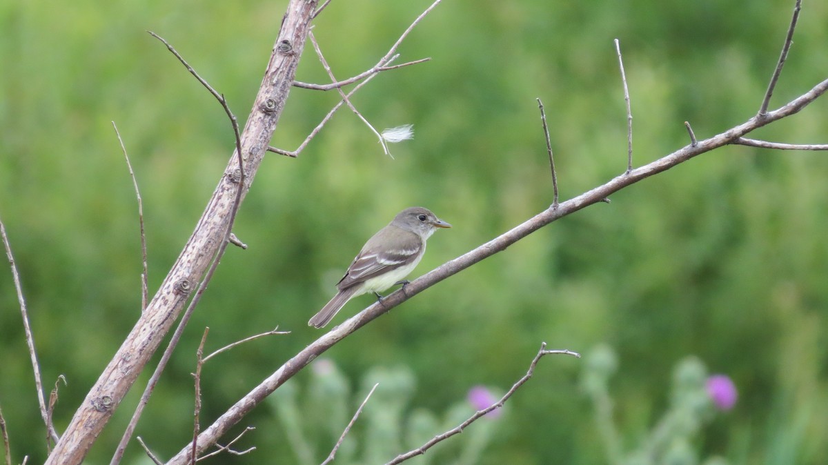 Willow Flycatcher - ML622296251