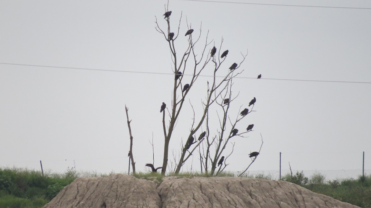 Turkey Vulture - ML622296260