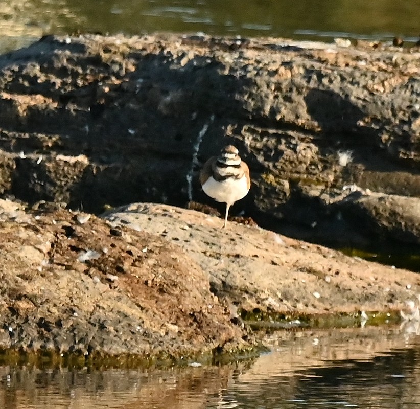 Killdeer - ML622296324