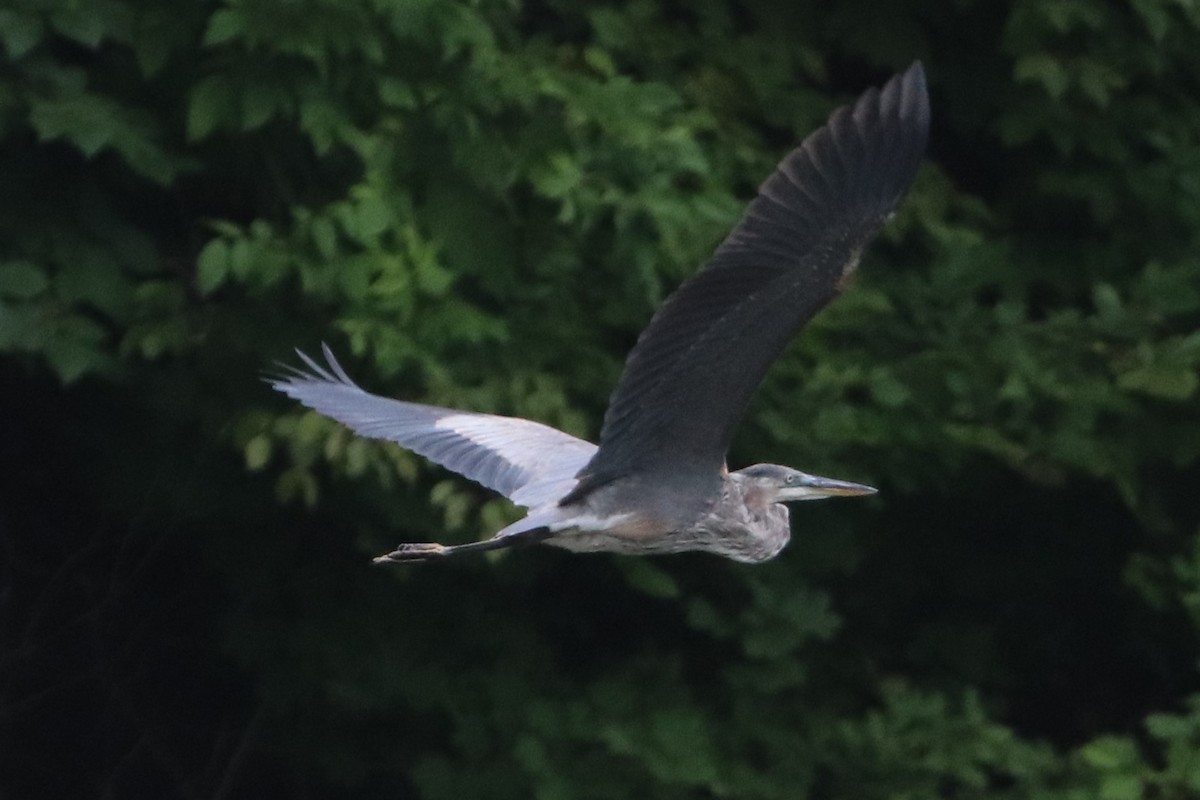 Great Blue Heron - ML622296573