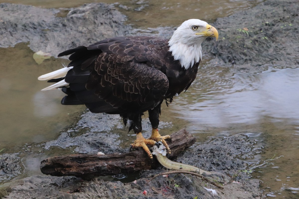 Bald Eagle - ML622296575