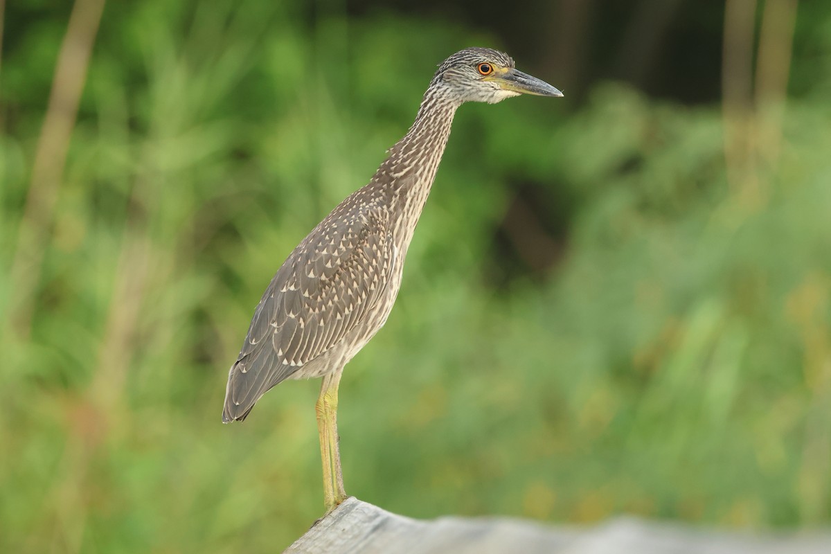 Yellow-crowned Night Heron - ML622296692