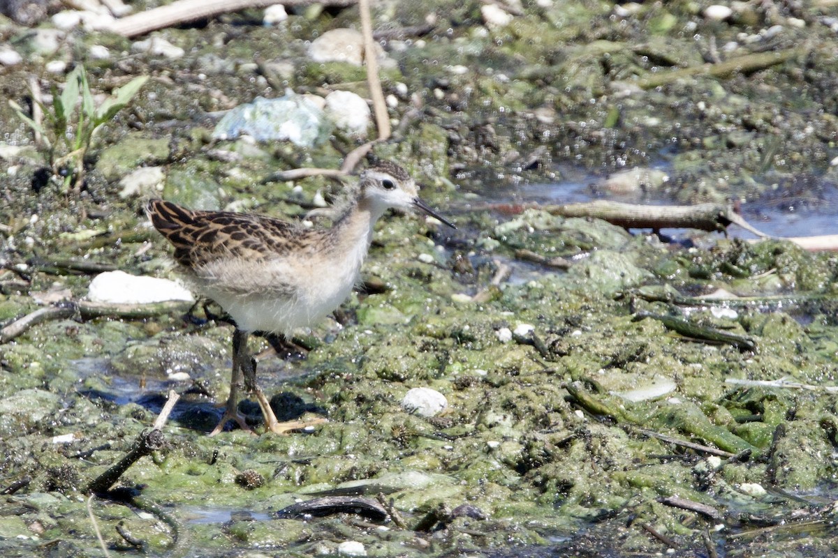 Wilson's Phalarope - ML622296796