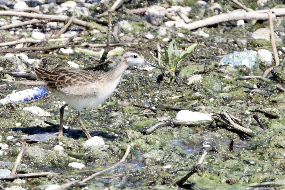 Wilson's Phalarope - ML622296799