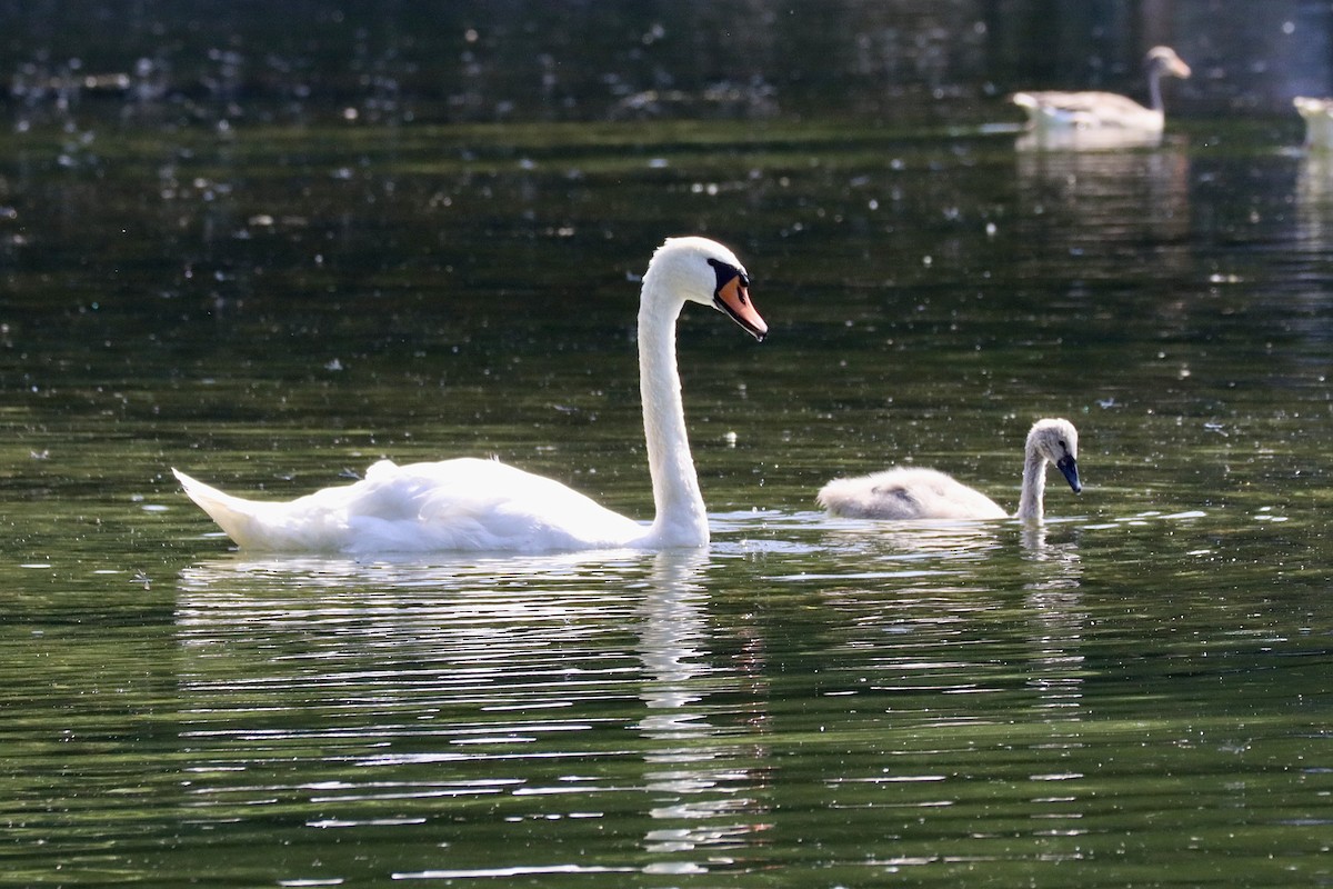 Mute Swan - ML622296802