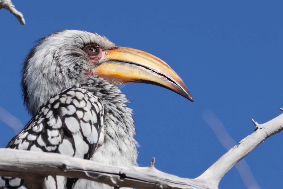 Southern Yellow-billed Hornbill - ML622296825