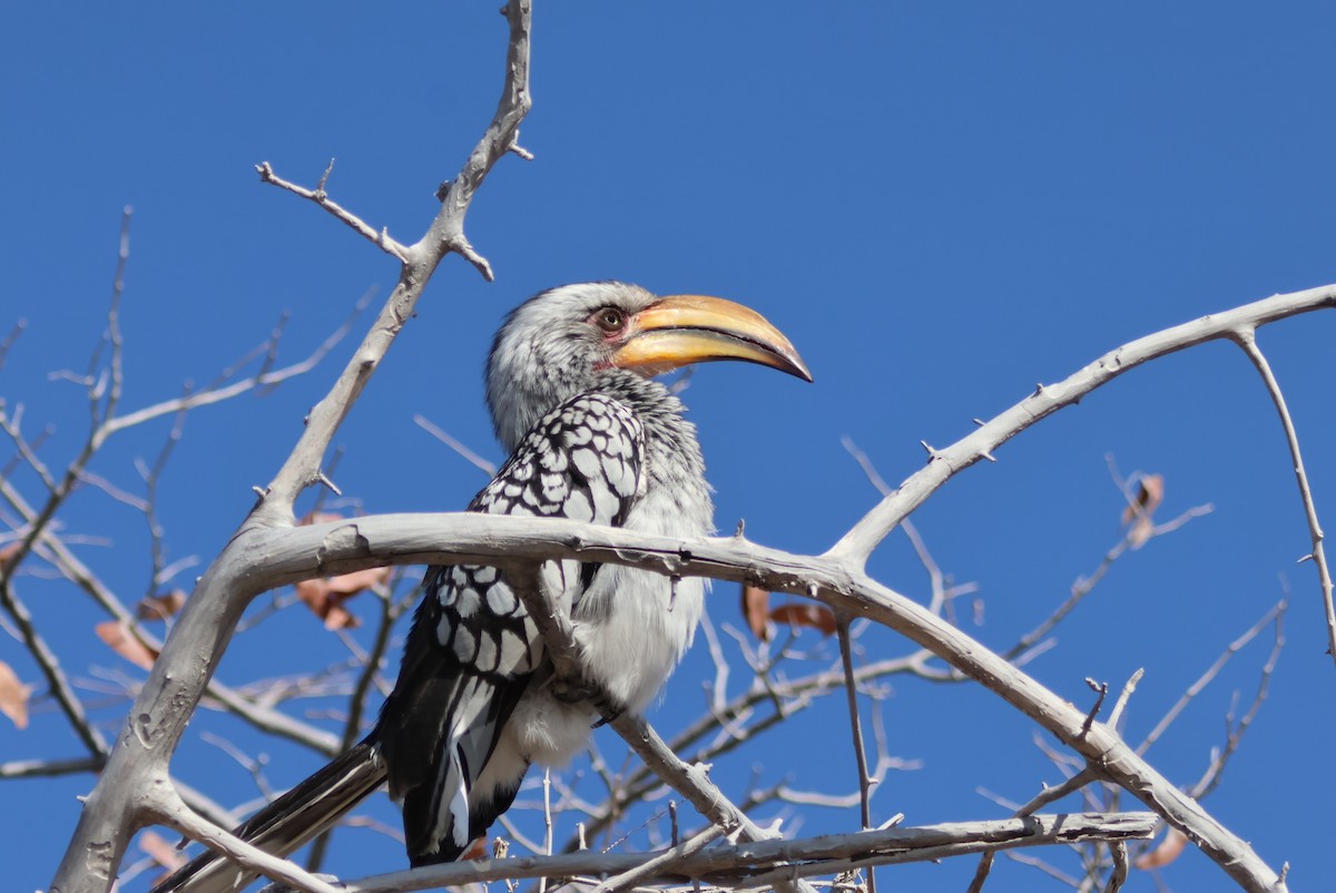 Southern Yellow-billed Hornbill - ML622296827
