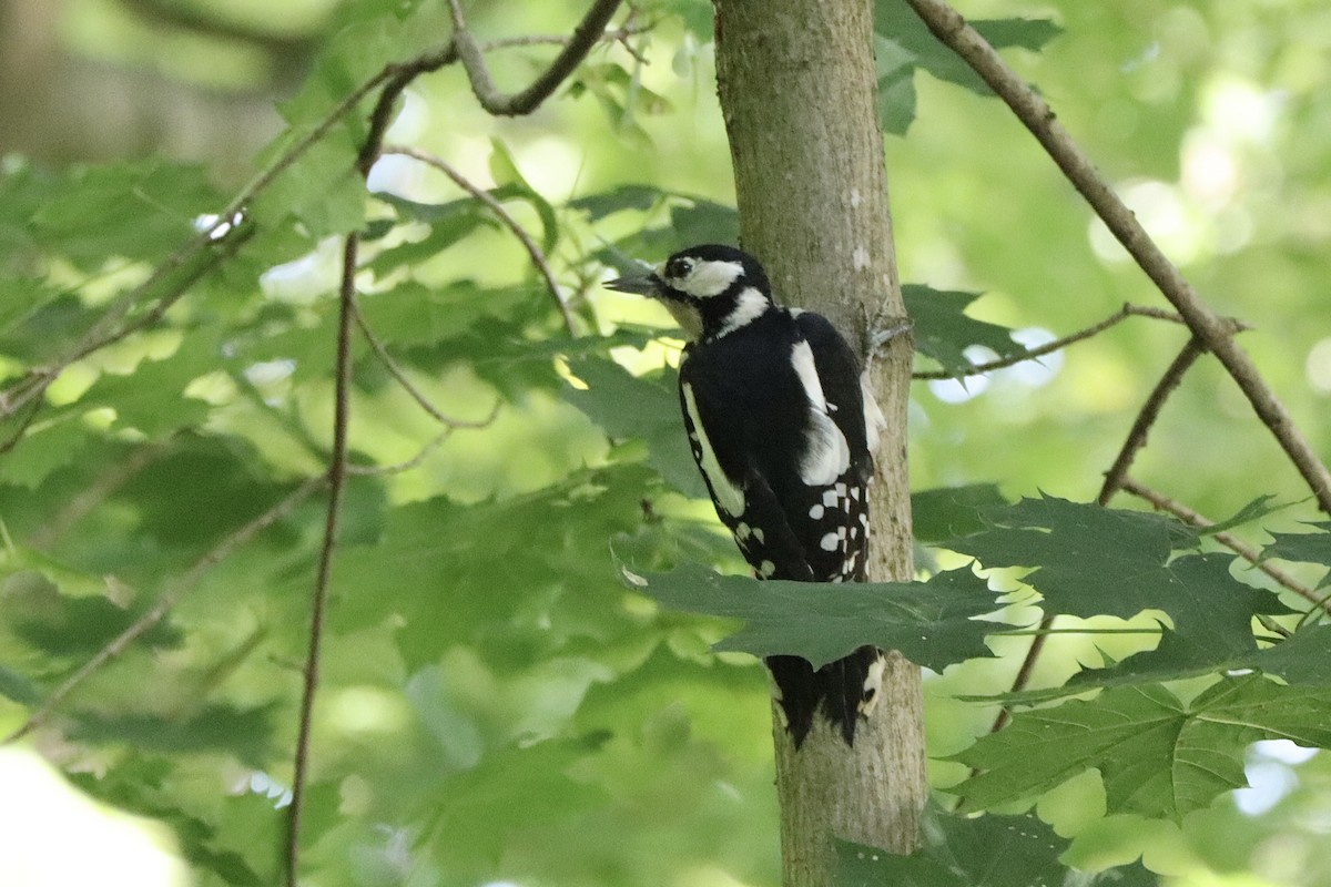 Great Spotted Woodpecker - ML622296843