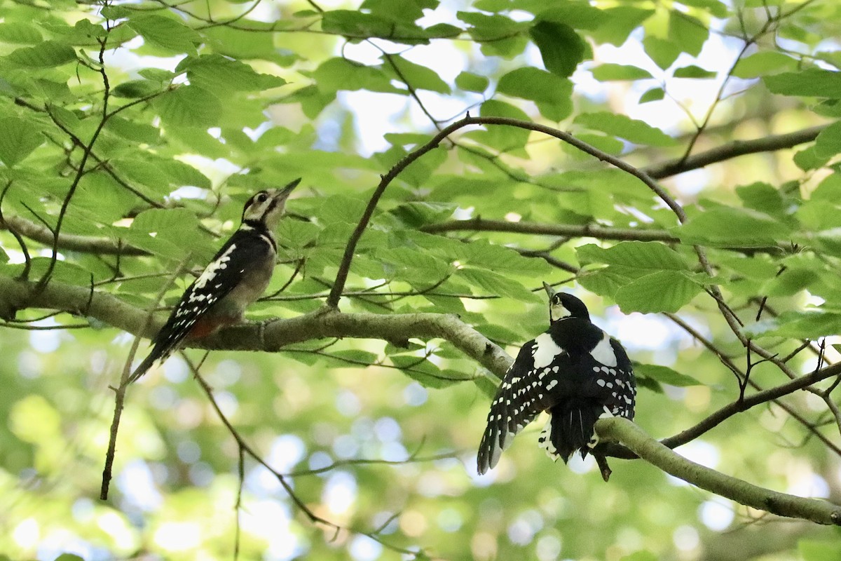 Great Spotted Woodpecker - ML622296844