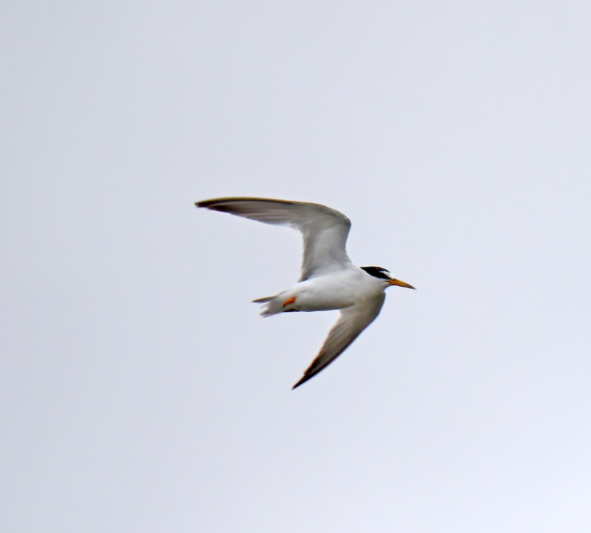 Least Tern - ML622296862