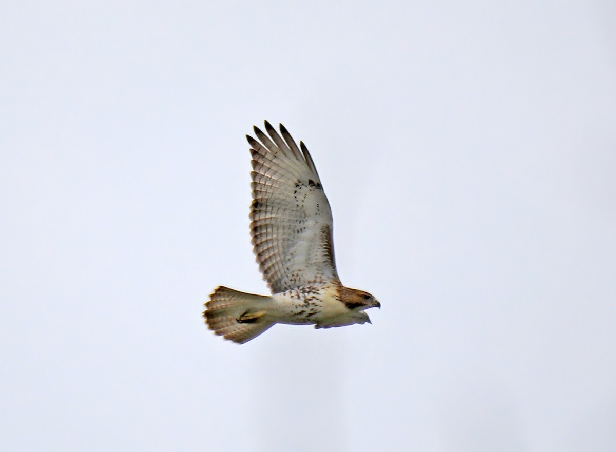 Red-tailed Hawk - ML622296885