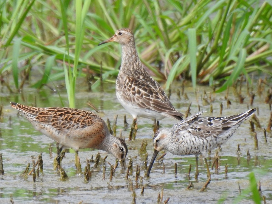 Pectoral Sandpiper - C0RVUS ▪️