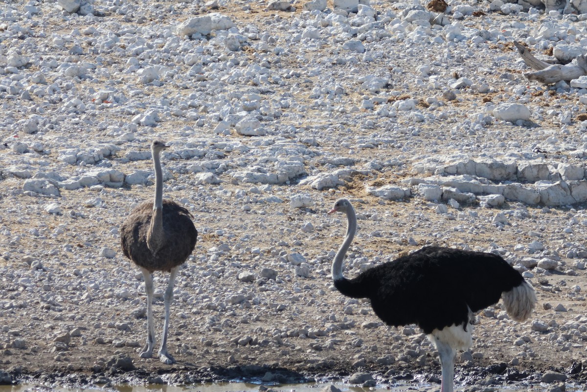 Common Ostrich - ML622297015